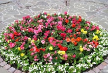 На улицах Дзержинска расцветут цветы