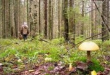 Две пенсионерки из Дзержинска заблудились в лесу