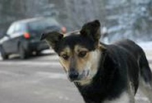 Полиция Дзержинска ищет водителя, сбившего собак на заправке