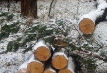 Материалы по вырубке леса в Пыре будут переданы в Прокуратуру Дзержинска