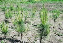 Вырубка дерева в Дзержинске может обойтись в полмиллиона рублей