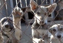 В Дзержинске домашние животные не защищены законом