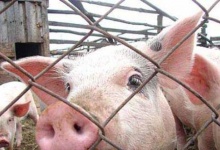 Дзержинск готов противостоять африканской чуме свиней