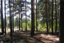 Дзержинцы согласны сделать Первомайский лес зоной отдыха